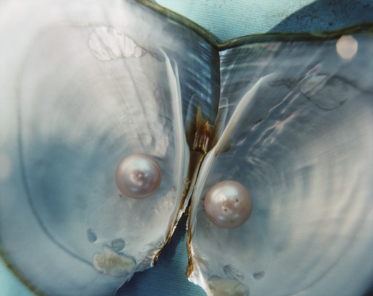 Olga Borelli- Clarice Lispector